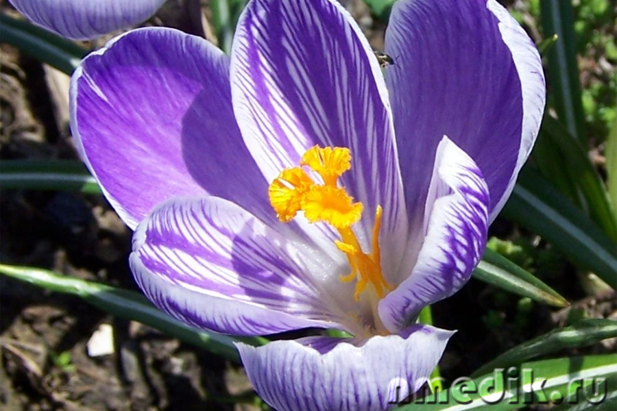 Пряные растения - Saffron sativa (крокус)